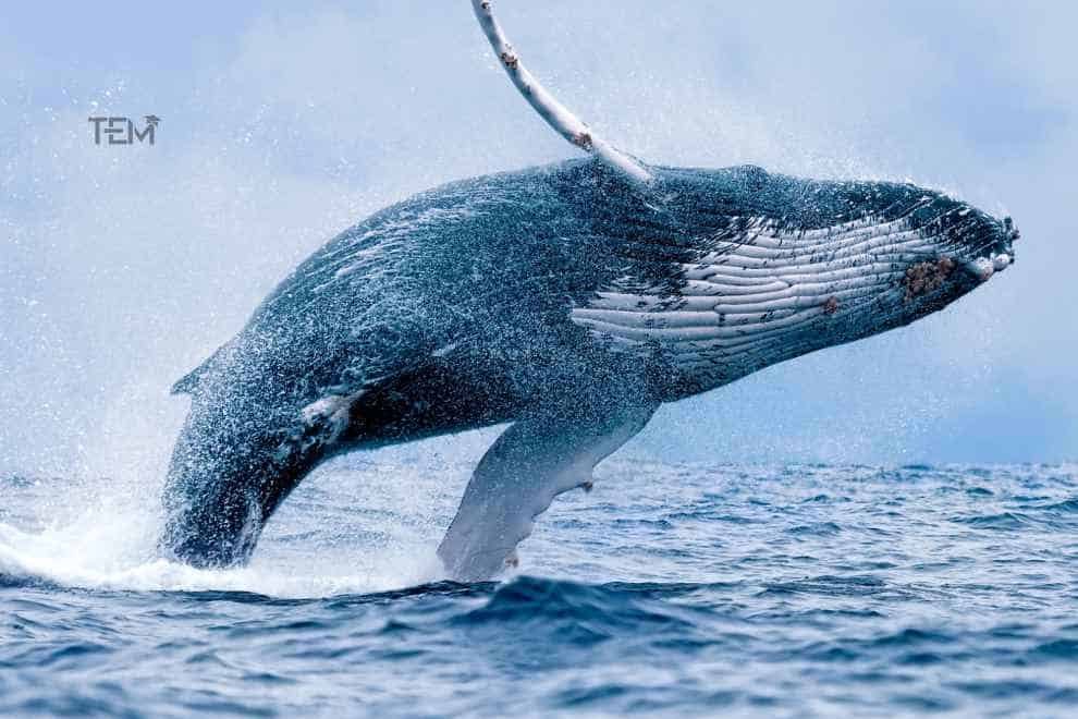 whale killing