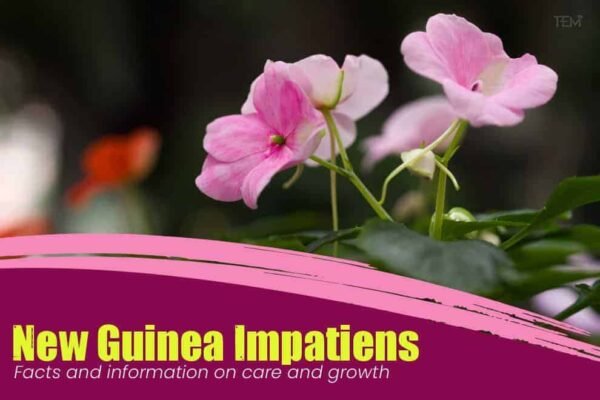 New Guinea Impatiens Facts And Information On Care And Growth   New Guinea Impatiens 600x400 