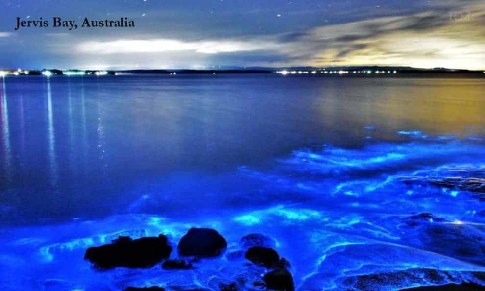 Bioluminescent Waves