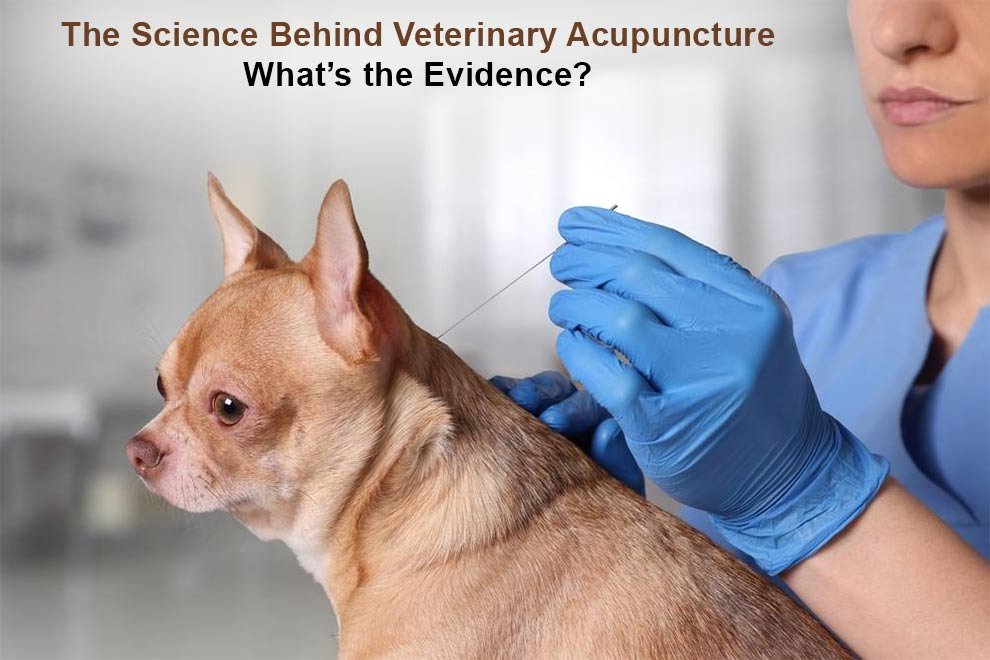 Veterinary Acupuncture